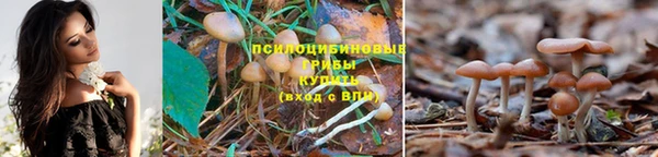 прущие грибы Белокуриха